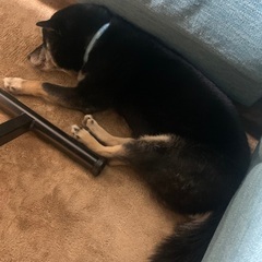 里親募集 - 犬