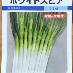 野菜苗 根深ネギ　苗１０本セット　ホワイトスピア　１本ネギ　農薬不使用の画像