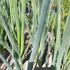 野菜苗 根深ネギ　苗１０本セット　ホワイトスピア　１本ネギ　農薬不使用の画像
