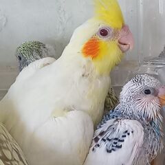 オカメインコ　　ルチノー