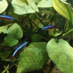 小動物、鳥類、熱帯魚、海水魚、動物飼育用品など引取り致します。(５件以上実績アリ！) - 青森市