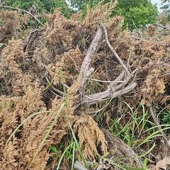 伐採した庭木(針葉樹)あげます！の画像