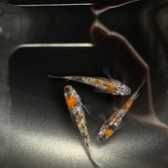 (めだか )砂里三色①　1ペア+雌