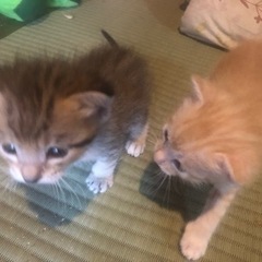 生後１ヶ月たたない子猫