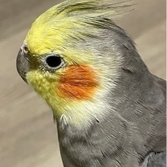 インコ　ノーマル　9歳　里親募集　他にも2羽います