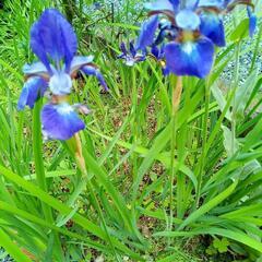 アヤメ　苗　お花　生活雑貨 ガーデニング