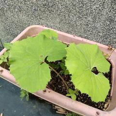 ふき  苗