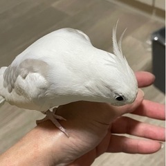 インコ　ホワイトフェイス　5歳　他にも2羽います