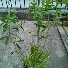 2種類のお花　苗　生活雑貨 ガーデニング