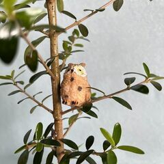 オリーブ立ち姿フクロウアレンジの画像