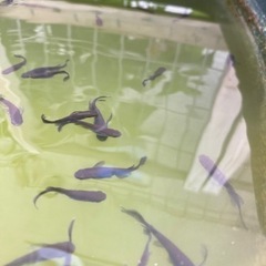 サタン　黄鰭　　売り尽くします