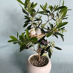 オリーブ花付きフクロウの巣アレンジ