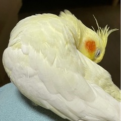 インコ　ルチノー　4歳　他にも2羽います