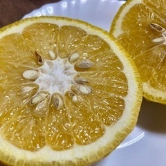 【無農薬】夏みかん