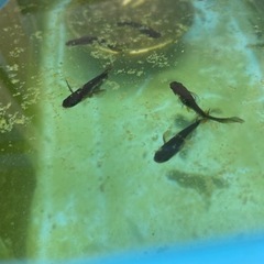 サタン　売り尽くします。