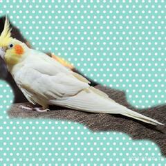 インコのイラストが描ける方!!（リアルな絵じゃなくゆるキャラ　簡単でも特徴あればOK!） - 山梨市