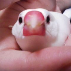 ラインオープンチャット★　文鳥＆野鳥＆小鳥好きさん　メンバー募集...
