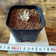 ハオルチア　氷砂糖の画像