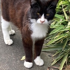 幸せに暮らして欲しいマスクちゃん