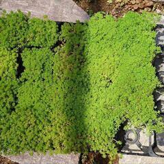 セダム:森村万年草:ガーデニングの画像