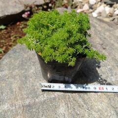 セダム:森村万年草:ガーデニングの画像