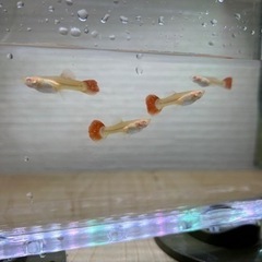 🌹レッドローズテールグッピー🌹1ペアの画像