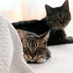 めっちゃ可愛い生後10ヶ月のキジ白男子🐱