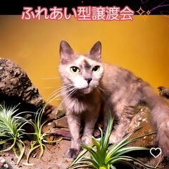 6/1(土)ふれあい型譲渡会♪　５歳ラパーマ♀ブルーパッチドタビ...