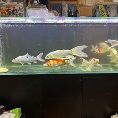 1200オールガラス水槽セットの画像