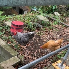 鶏二羽譲ります。オス（プリマスロック）とメス（名古屋コーチン）