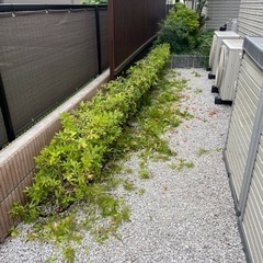 剪定後の枝葉清掃