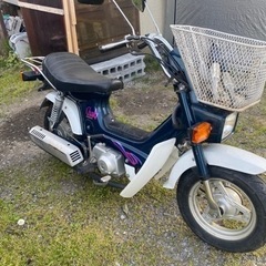 角目シャリーの画像