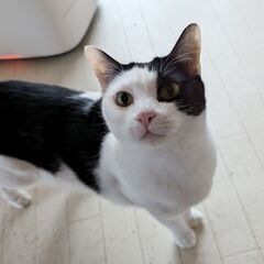 仲良しすぎる親子🐈🐈💕