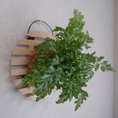 プテリス「エバージェミエンシス」板付け