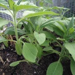 欠品していた健康野菜のキクイモとヤーコンの苗を追加品出ししました。