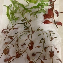 水槽　熱帯魚　水草