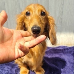 ミニチュアダックスフンドお話中により募集打ち切り