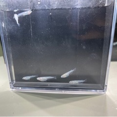 限定2セット　サファイアメダカ　　3匹　若魚〜成魚