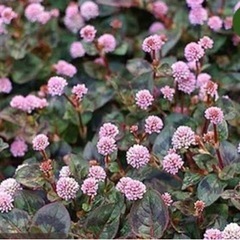 ヒメツルソバ（ポリゴナム） 