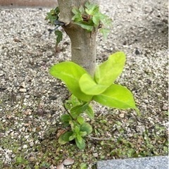 ヒペリカム　苗の画像