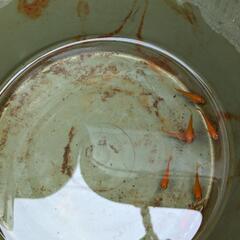 【順次返信いたします】メダカと水草2鉢の画像