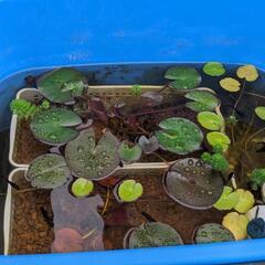 【順次返信いたします】メダカと水草2鉢の画像