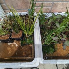 【順次返信いたします】メダカと水草2鉢の画像