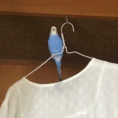 セキセイインコを探しています - 手伝って/助けて
