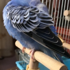 セキセイインコを探しています - 札幌市