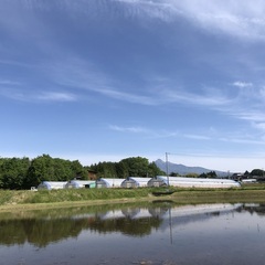 　6月下旬から11月初旬までトマトなど野菜の収穫管理作業