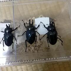 ニジイロクワガタ　ホワイトアイ紫紺血統♂1、♀2頭セット