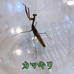 カマキリ　夜12時まで受取OK👌