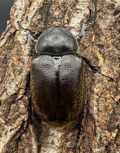 【WF2】《モロンオオカブト 69mm ペア》