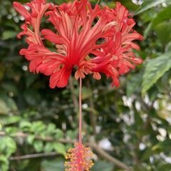 植物　フウリンブッソウゲ（風鈴仏桑花）の画像